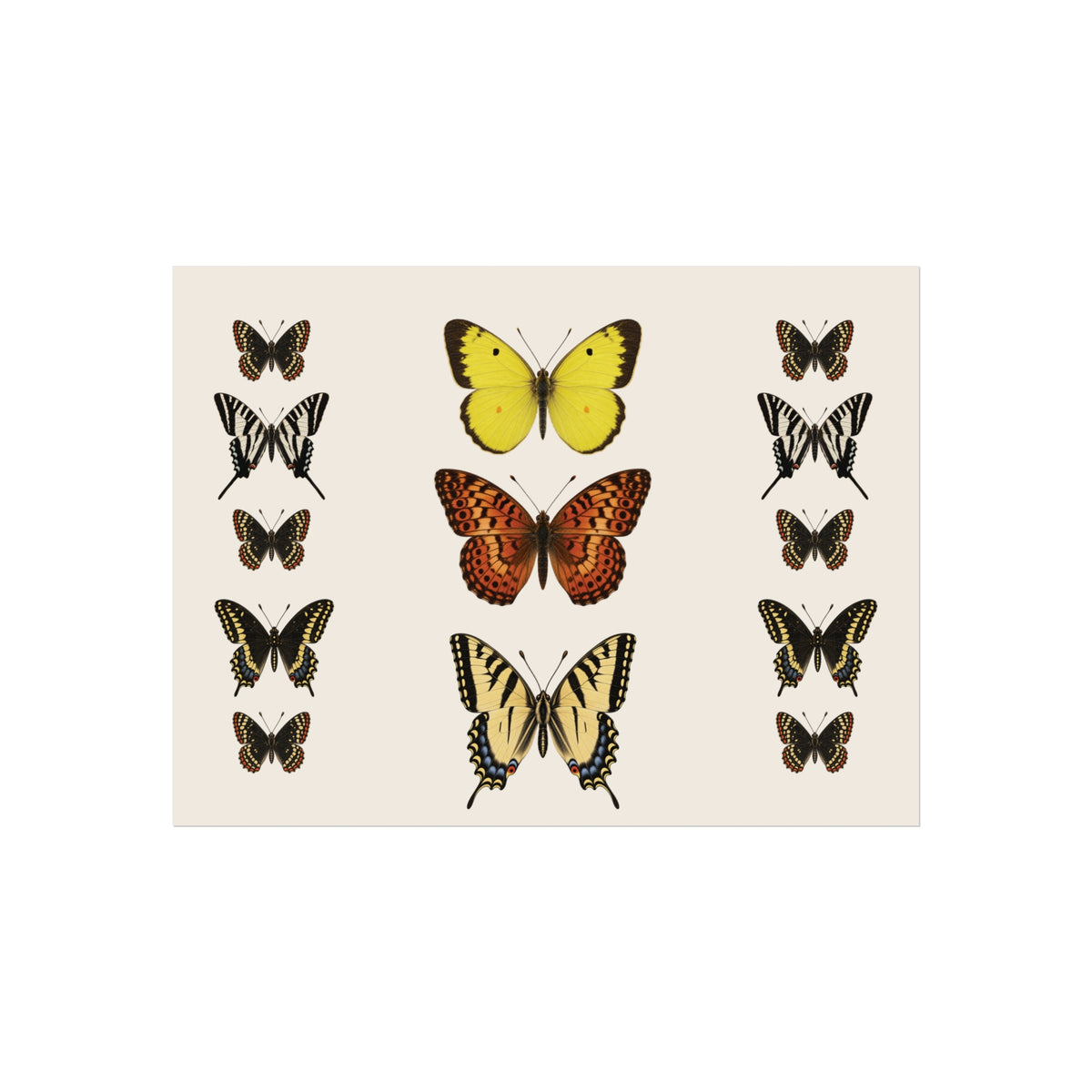 Butterflies Display Wall Art - Ivory