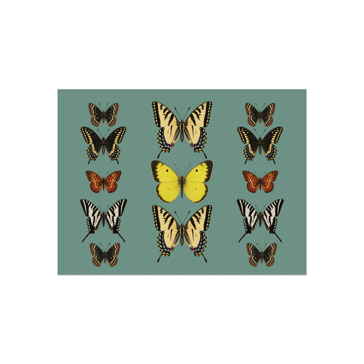 Butterflies Display Wall Art - Muted Blue