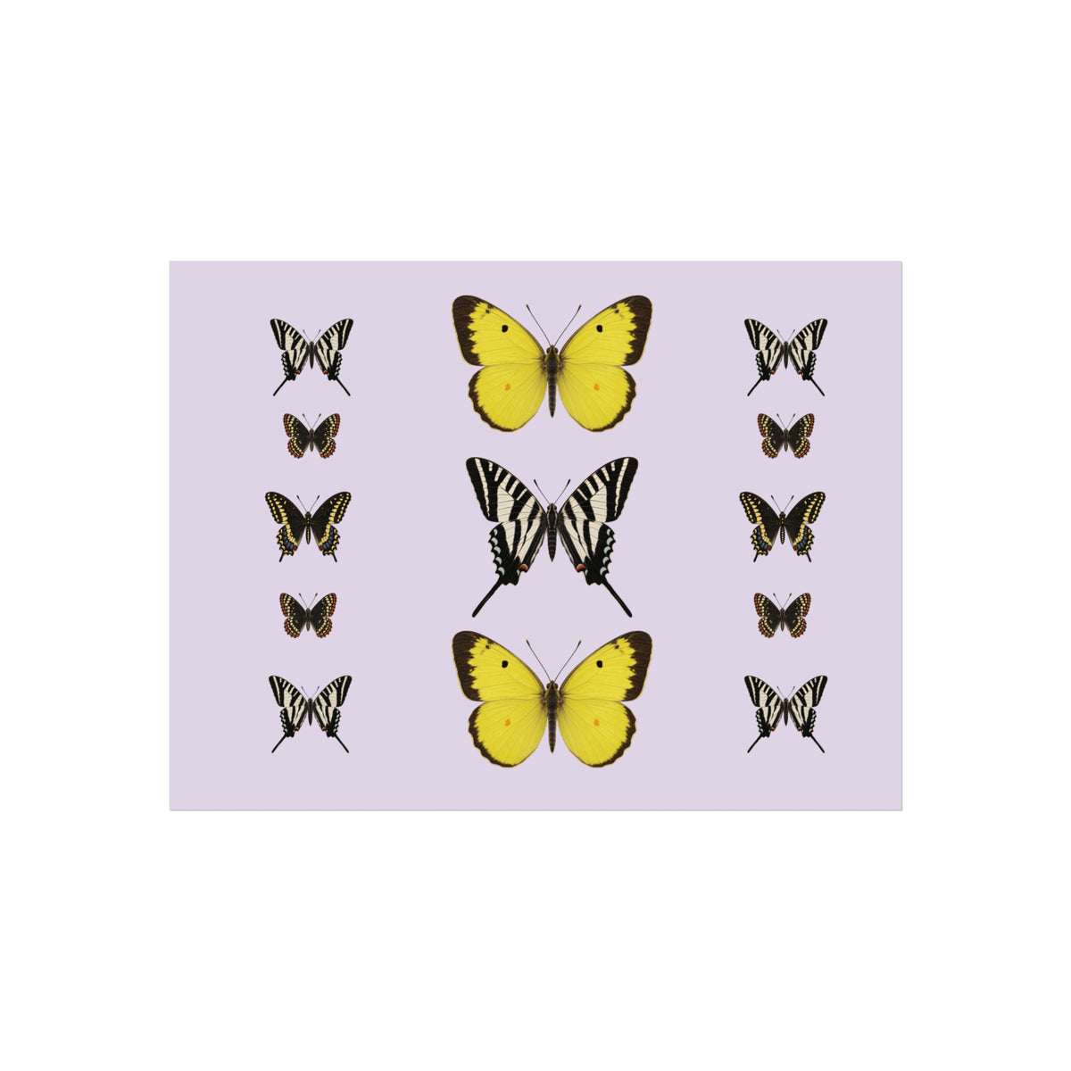 Butterflies Display Wall Art - Lilac