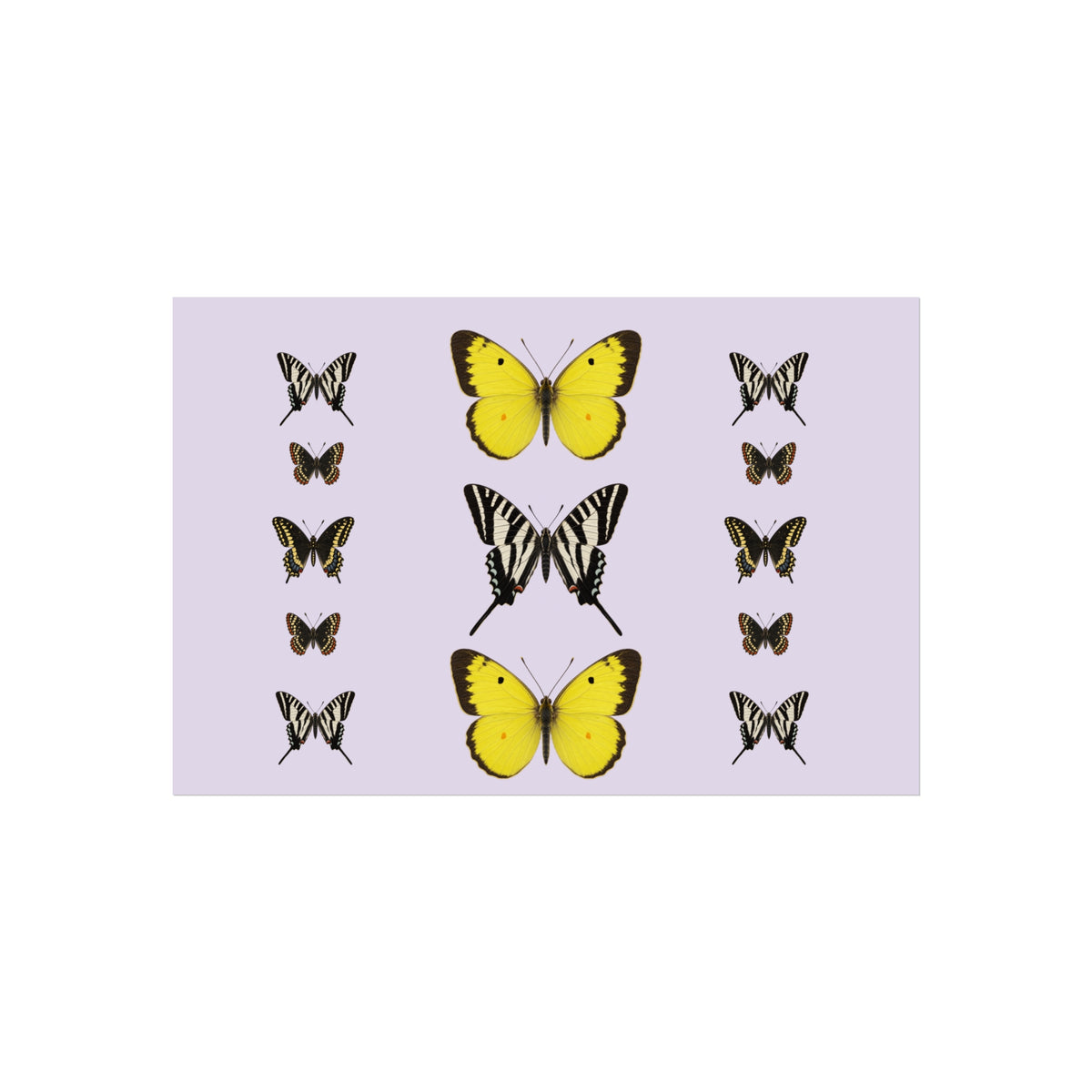 Butterflies Display Wall Art - Lilac